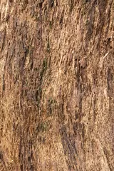 Wall murals Firewood texture wooden texture background