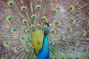 Obraz premium Peacock male feathers open from front close. Columbia beautiful male peacock Peafowl strutting. Wildlife preserve for demonstration of exotic birds.