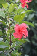 red Hibiscus syriacus flower in nature garden