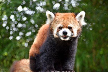 Naklejka premium レッサーパンダ