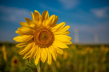  close-up of a sunflower standing in a field of sunflowers and the sky is blue