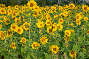 many yellow sunflowers stand in one field of sunflowers