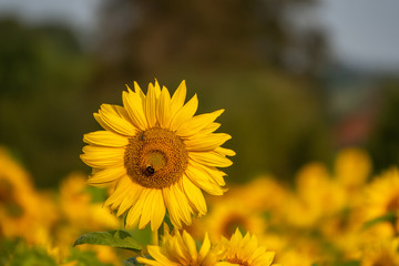 many yellow sunflowers stand in one field of sunflowers