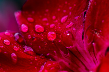Regentropfen auf Oleanderblüte, Macroshot, rot, traumhaft, Macro, Tau, Regen, Tropfen, Spiegelung, Reflektion