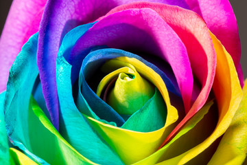 Fototapeta na wymiar Detailed macro closeup texture of a rainbow rose