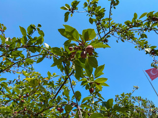 pomegranate tree, pomegranate bud and blue sky
