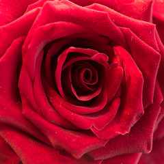 Soft floral red background. Macro blur flower. Red velvet rose.