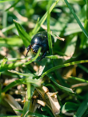 Beetle on the green grass