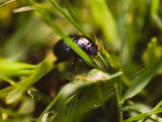 Beetle on the grass