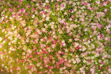 pastel color flower background