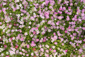 pastel color flower background