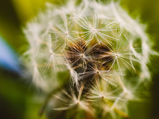 dandelion seed head