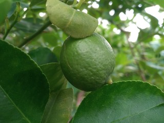 Green lemons, limes on a tree. Growing food in orchard, garden background 