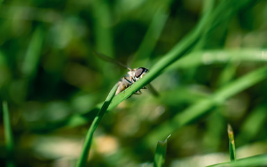 Insect on the grass