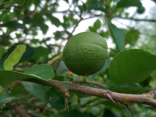 Green lemons, limes on a tree. Growing food in orchard, garden background 