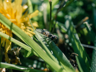 Insect on the grass