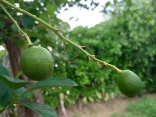 Green lemons, limes on a tree. Growing food in orchard, garden background 