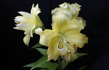 Gorgeous yellow multi-petaled lily Exotic San. Flowers growing on the balcony. Black background.