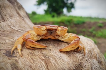 crab 