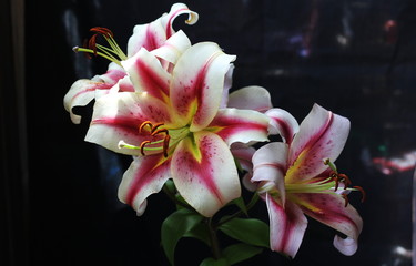 Very beautiful white-red Olympic lily. Flowers growing on the balcony. Black background.