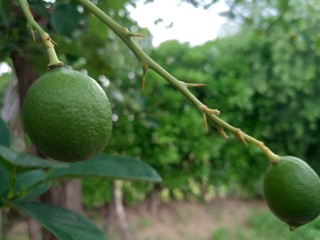 Green lemons, limes on a tree. Growing food in orchard, garden background 