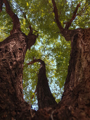 Low angle shot of a tree with three branches.