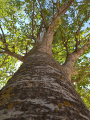 Low angle shot of a black poplar. Looking up tree