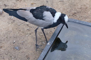 Avocet any of a genus, Recurvirostra of rather large long-legged shorebirds with webbed feet
