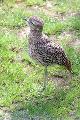 A cute Curlew chick, hunting for food in a grassy field