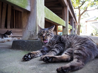 軒下で涼んでいる野良猫