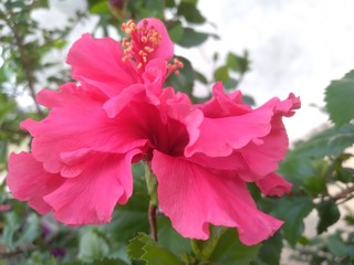 Pink Flowers with leaves. Flowers on green leaves background in garden under sunlight 