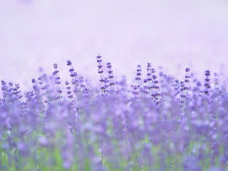北海道の夏風景 幌見峠ラベンダー園