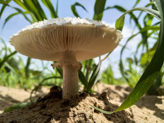 Mushroom covered with grass and leaves 
