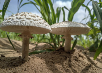 Mushroom covered with grass and leaves 
