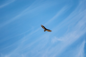 A solo vulture with wing spread flying high against a cloudy blue sky background under the sunlight.