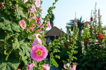 Fototapeta na wymiar Alcea rosea (Hollyhock) garden