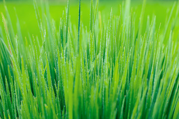 Transparent drops of water dew on grass close up.Natural green background. water drops on the green grass for wallpaper. Chandpur, Bangladesh / 2020.