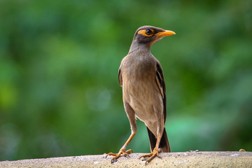 The common myna or Indian myna, sometimes spelled myna, is a member of the family Saturnine native to Asia. this bird giving me best pose like a portrait  photography