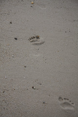 Footsteps in sand at the beach