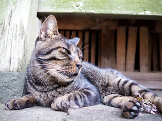 軒下で涼んでいる野良猫