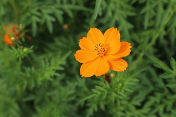 野原に咲くキバナコスモスのオレンジ色の花