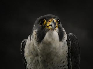 Close-up of the muzzle of a peregrine falcon (Falco peregrinus) looking at the camera. Studio portrait of Peregrine Falcon