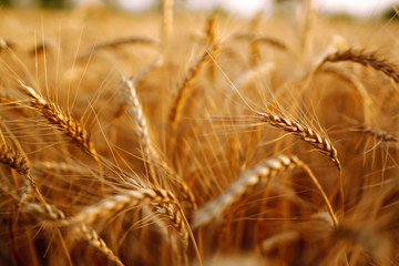 Wheat field at sunset. Field landscape.