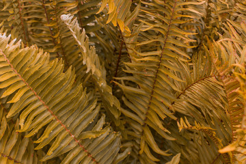 Beautiful ferns leaf, natural ferns background