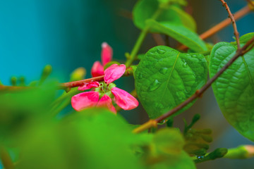 small red and pink flowers on green background, selective focus