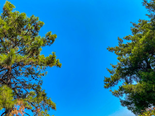 blue sky and pine trees