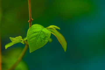 drops of transparent rain water on a green leaf macro