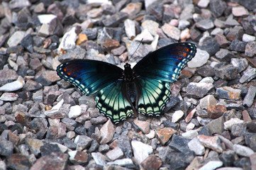 Obraz na płótnie Canvas Butterfly Beauty