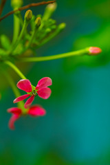small red and pink flowers on green background, selective focus
