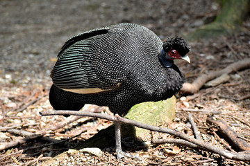 ホロホロチョウ